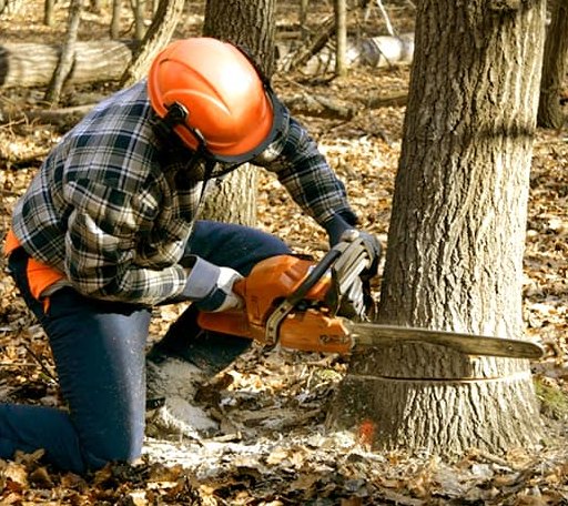 Tree Removal in Coahoma, TX